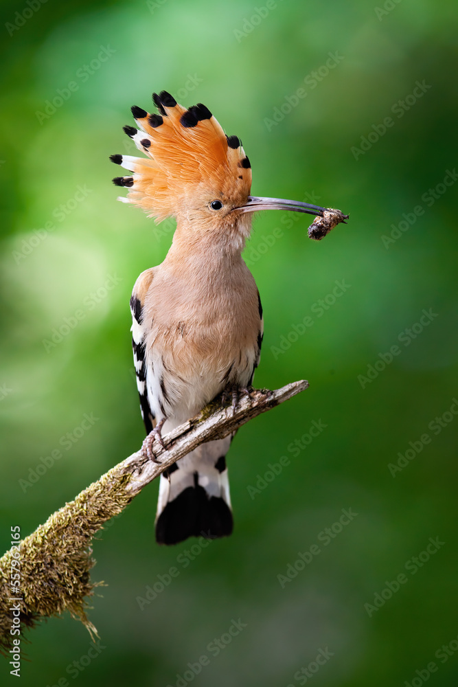 Eurasian hoopoe, upupa epops, holding insect in beak on branch in summer. Bird with crest sitting on wood in vertical shot. Orange feathered animal eating worm on bough.