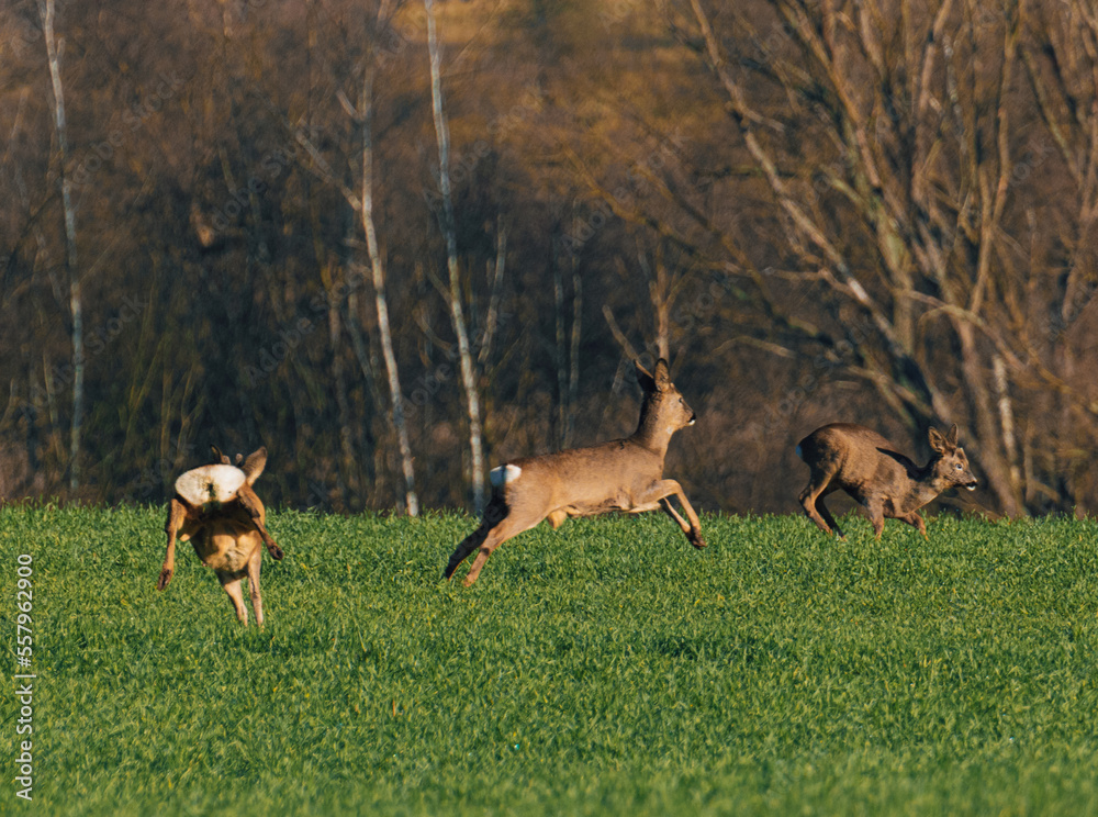 White-tailed deer on a green field