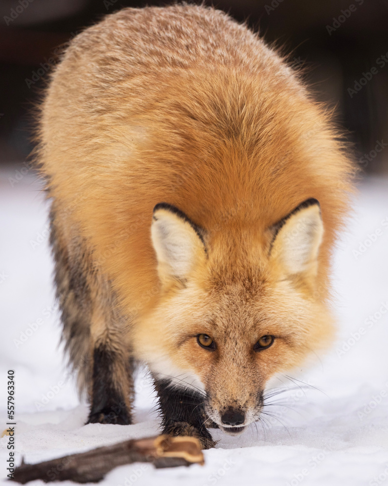 Obraz premium red fox close up