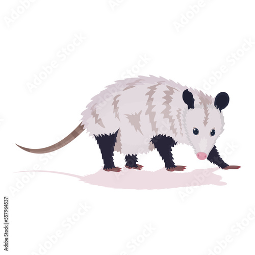 Photos opossum flat vector illustration