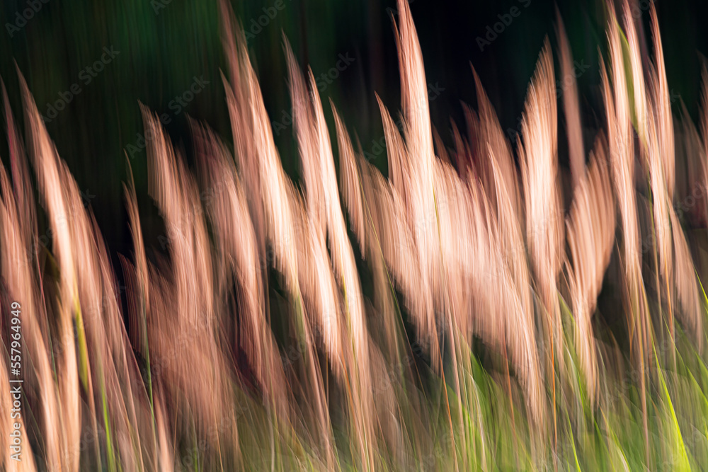 Sunlit ends of blades of grass. Photographed in motion. It acts like an abstract painting. Simplicity and purity with a natural motif. Sunlit ends of blades of grass. Photographed in motion. It acts like an abstract painting. Simplicity and purity with a natural motif.