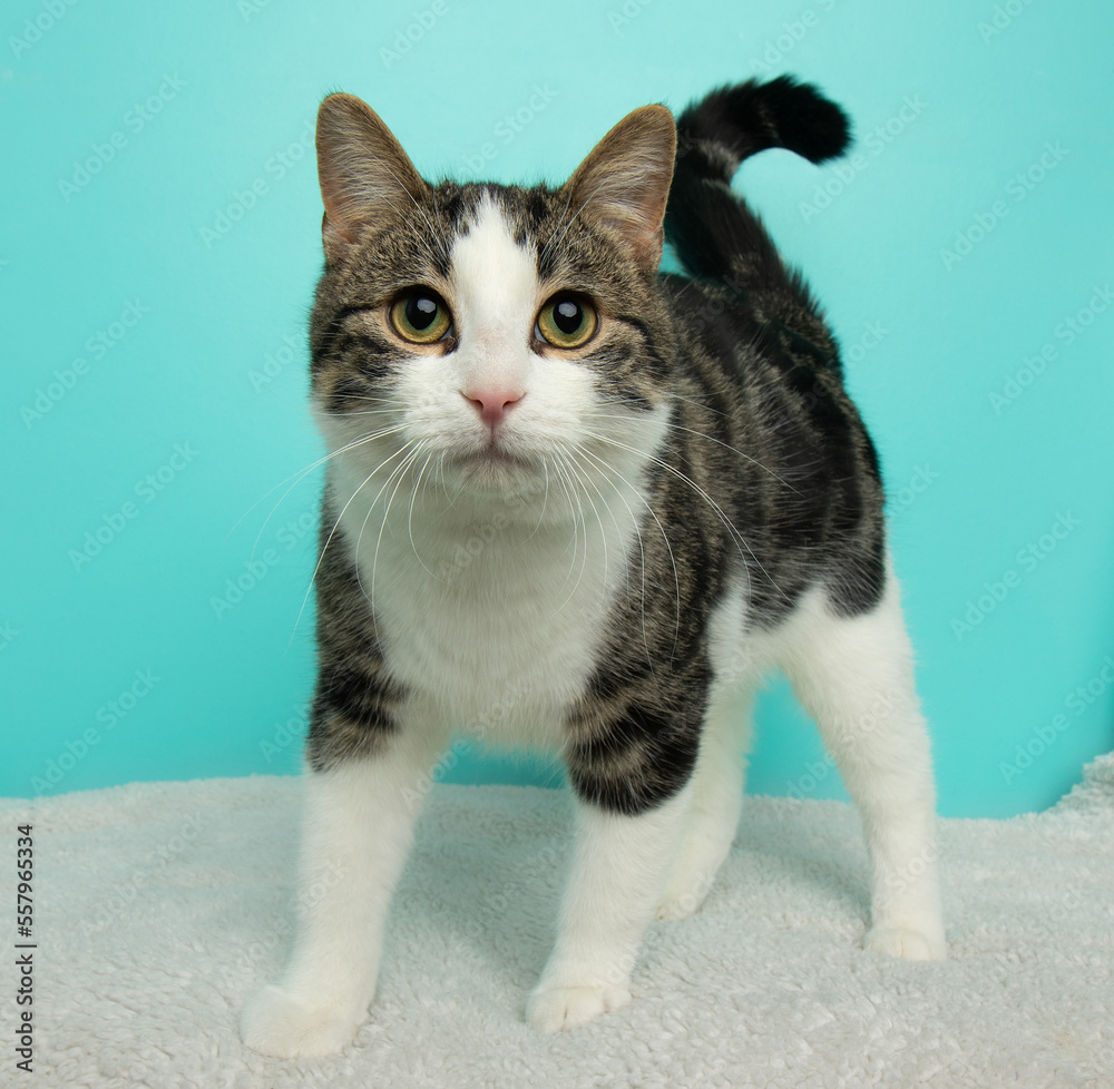 brown and white tabby cat standing up looking up brown and white tabby cat standing up looking up