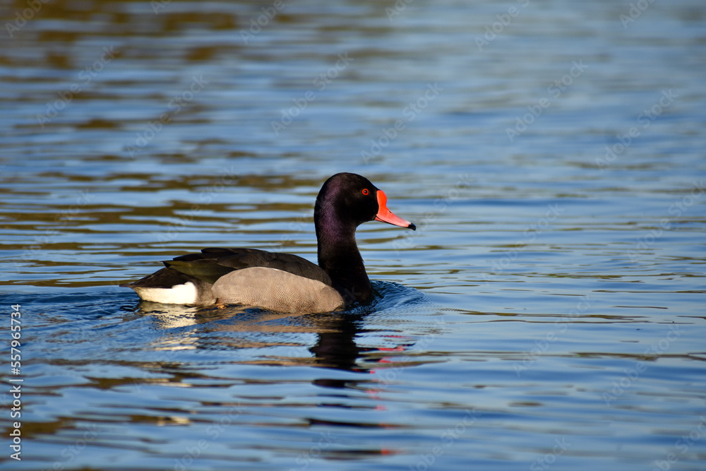 male rosy-billed pochard (Netta peposaca) male rosy-billed pochard (Netta peposaca)
