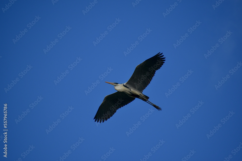 cocoi heron (Ardea cocoi) in flight in Buenos Aires cocoi heron (Ardea cocoi) in flight in Buenos Aires