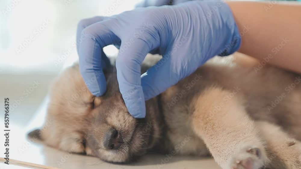 Checking the breath. Male veterinarian in work uniform listening to the breath of a small dog with a phonendoscope in veterinary clinic. Pet care concept Checking the breath. Male veterinarian in work uniform listening to the breath of a small dog with a phonendoscope in veterinary clinic. Pet care concept