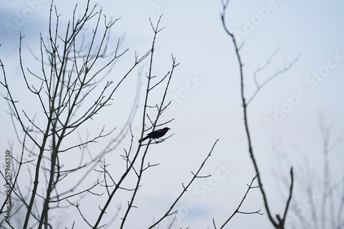 A red winged blackbird sitting on a branch in the evening.