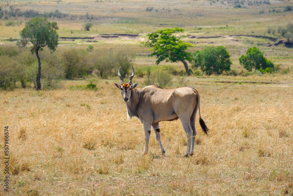 Naklejka premium giant eland