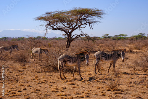 grevy zebra in samburu © Maximilian