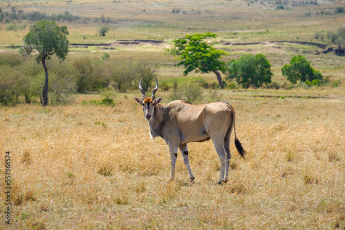 giant eland photo
