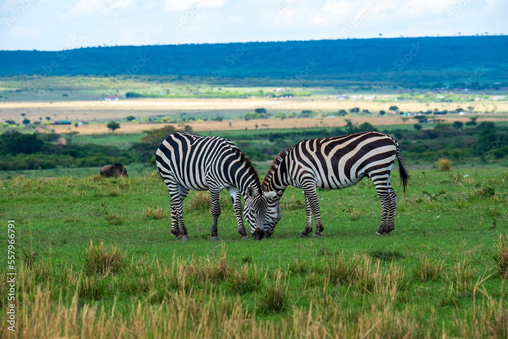 Obraz premium zebras in the savannah