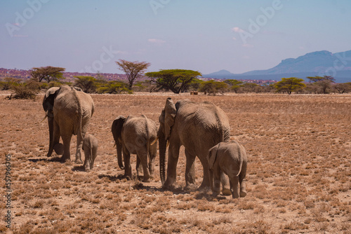 elephants in the savannah