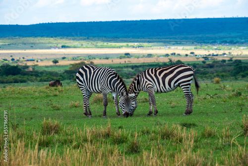 zebras in the savannah