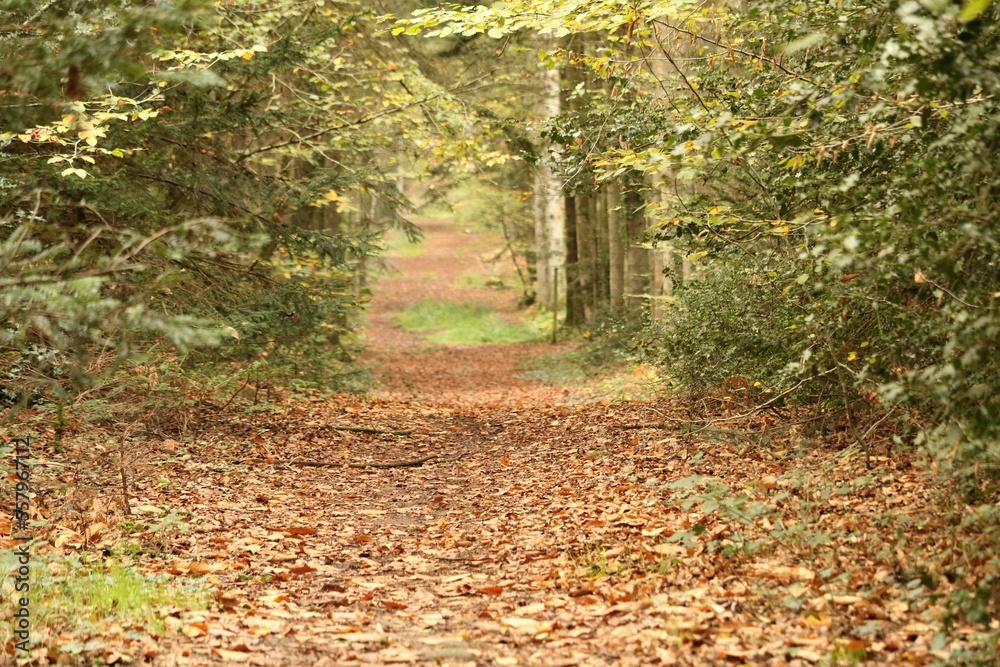 Forêt Forêt