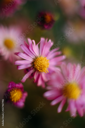 Blurred flower background. Pink aster amellus flower