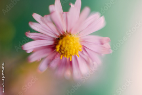 Blurred flower background. Macro Pink aster amellus flower
