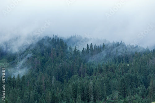 Foggy forest on mountain hills. Carpathian mountains. Ukraine.