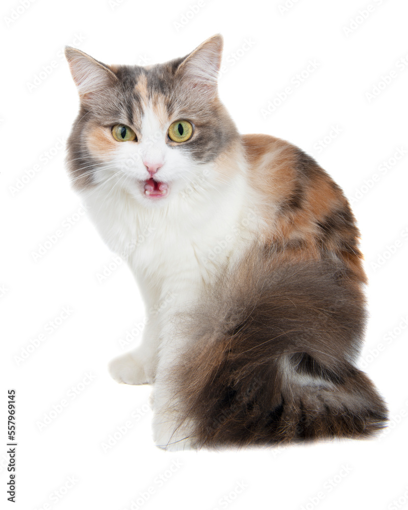 Obraz premium Funny beautiful fluffy cat licks isolated on the white background