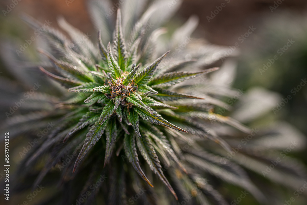 marijuana cannabis plant top background marijuana cannabis plant top background