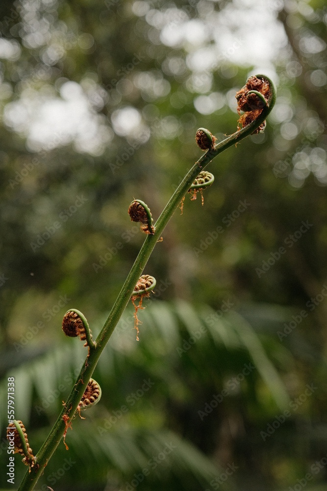 Tropical Forest