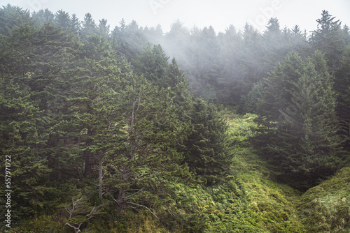 forest in fog