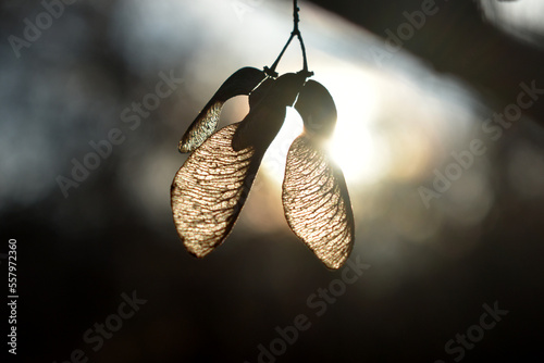 A branch in the sunlight