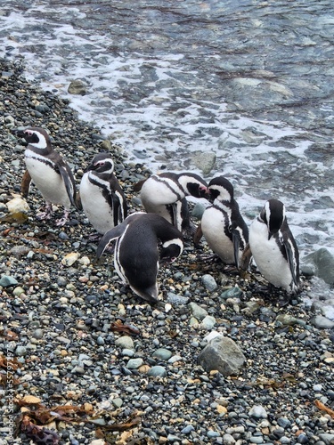 Penguins on Isla Magdalena  Chile