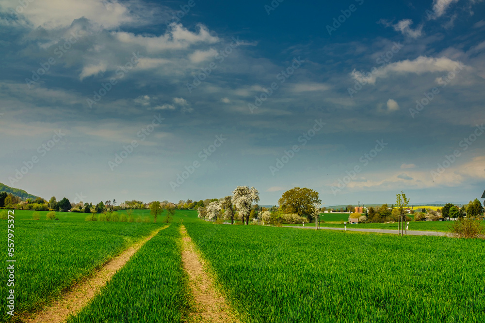 Green fields of young wheat on a spring Green fields of young wheat on a spring
