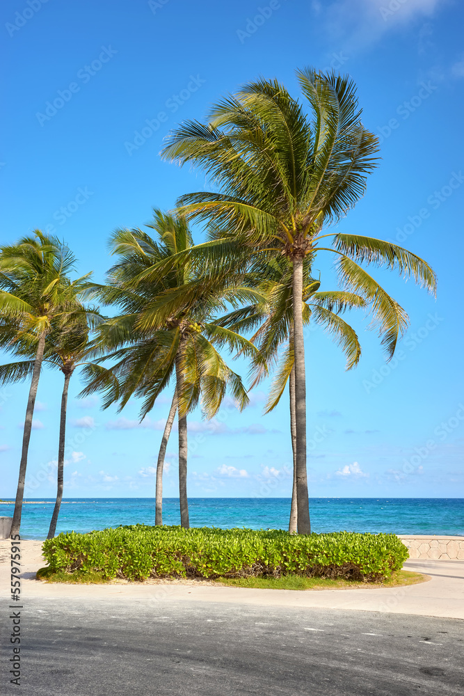 Road by a Caribbean beach with coconut palm trees on a sunny day.