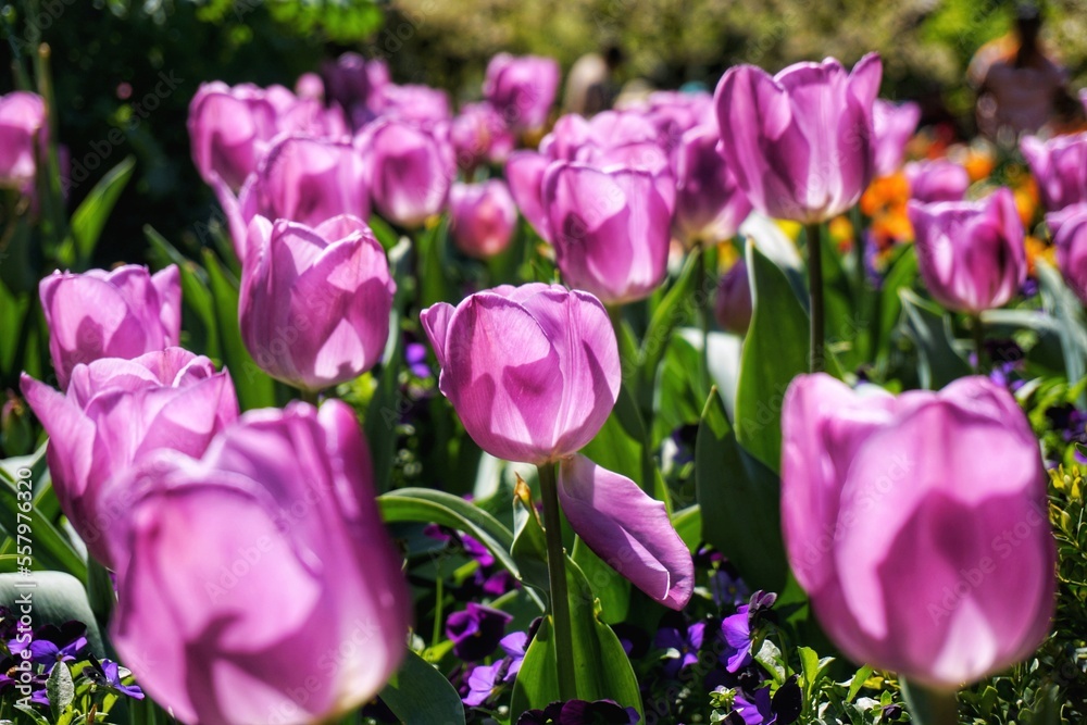 Flowers. Tulip blossom. Light and shadow. Pink background. Duke University. Spring vibes.
Flowers. Tulip blossom. Light and shadow. Pink background. Duke University. Spring vibes.