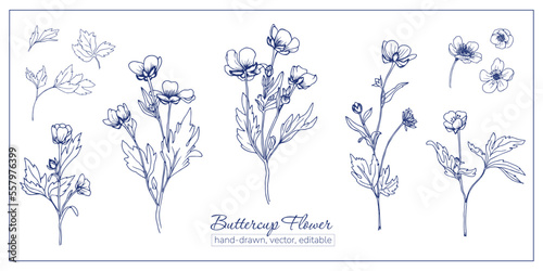 Set of buttercup flowers. Hand-drawn wildflowers for coloring book, magazines, articles. photo