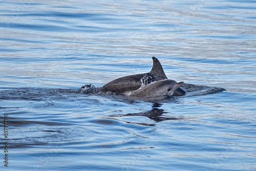 La tendresse de la nature : une mère dauphin et son bébé