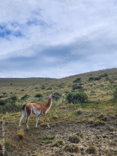 View of a guanaco in a field in Torres del Paine National Park  Chile