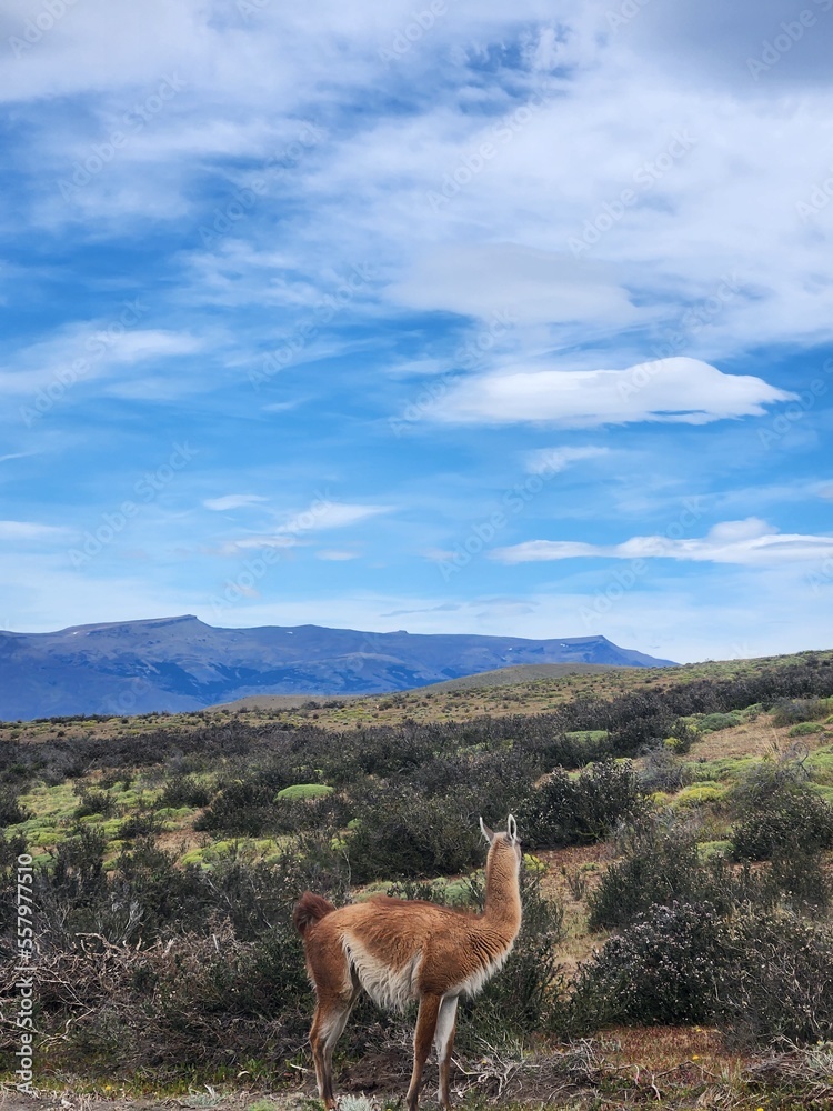 Fototapeta premium View of guanacos in a field beneath the mountains of the Torres in Torres del Paine National Park, Chile