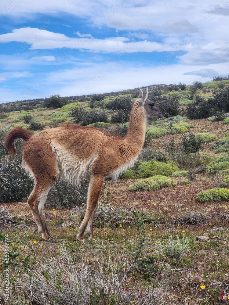 Fototapeta premium View of a guanaco in a field in Torres del Paine National Park, Chile