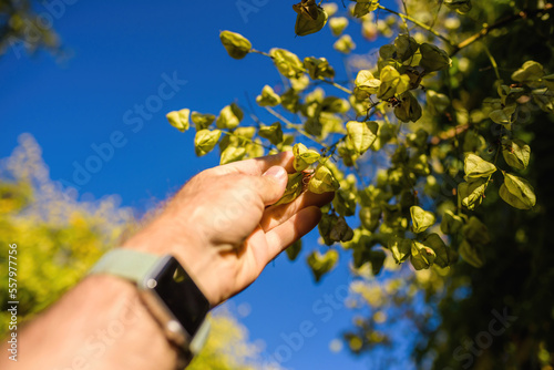 POV male hand holiding touching branches with multiple Koelreuteria paniculata known also as Goldenrain tree - defocused blur blue sky background photo