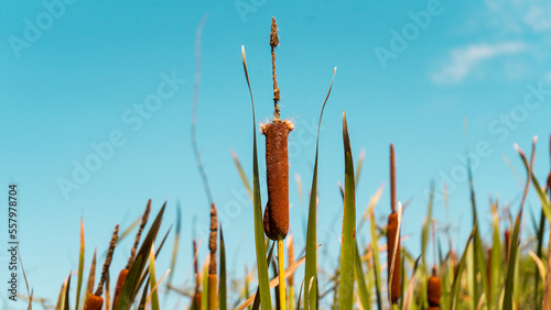 Planta nativa de Paraguay San Bernardino
