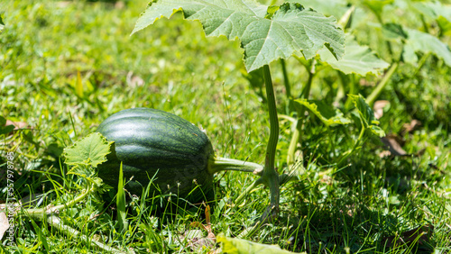 Agricultura Calabaza en crecimiento verde próximo a cosechar