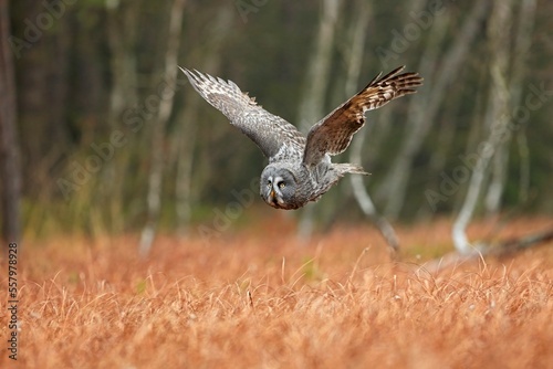Strix nebulosa, Great grey owl
Puštík vousatý in fte flight