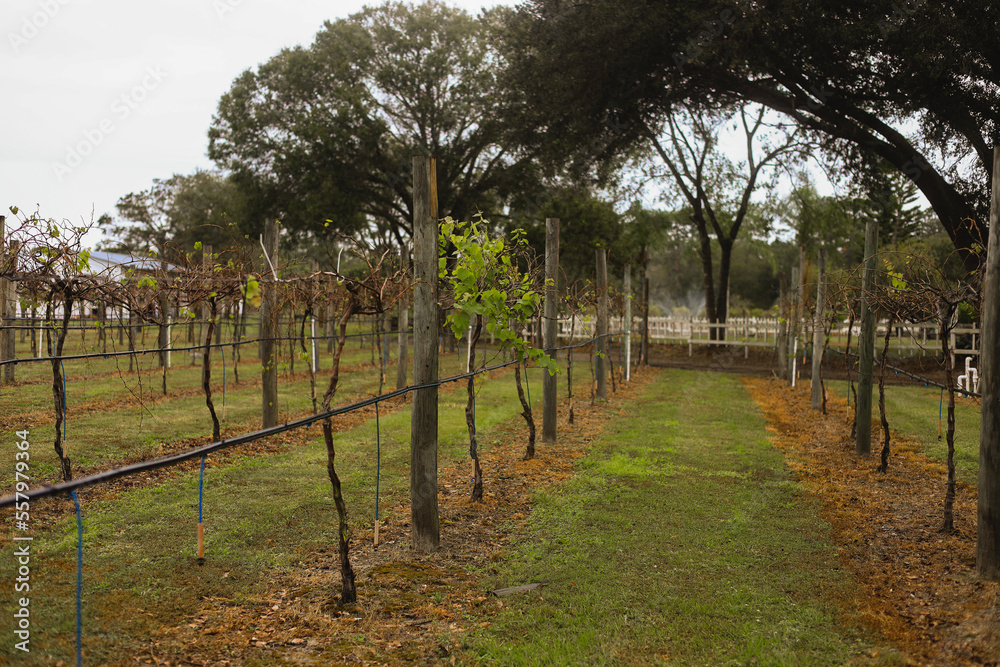 vineyard in Bradenton florida, child playing vineyard in Bradenton florida, child playing