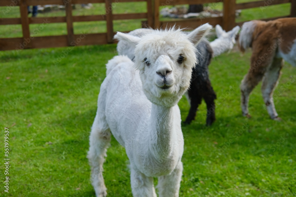 Fototapeta premium Colorful alpacas on a rural summer farm 