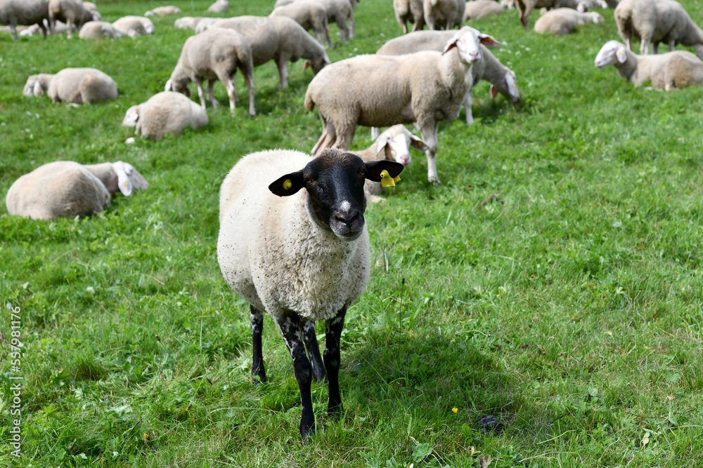 Obraz premium Schafherde mit Ziegen