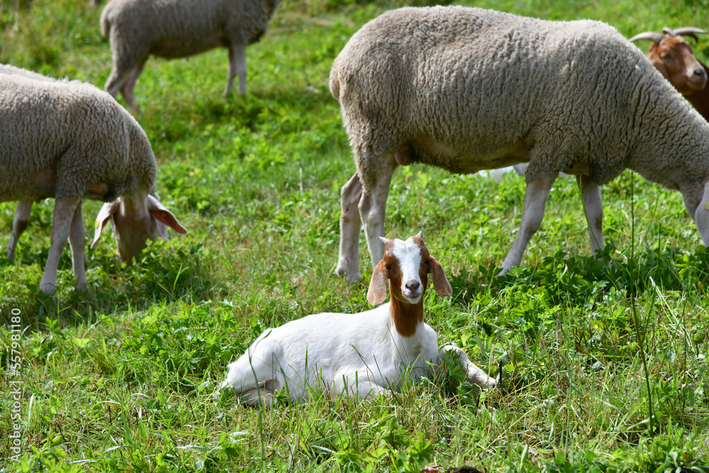 Fototapeta premium Schafherde mit Ziegen