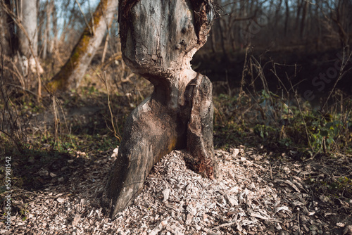 Fotografie Beaver trees