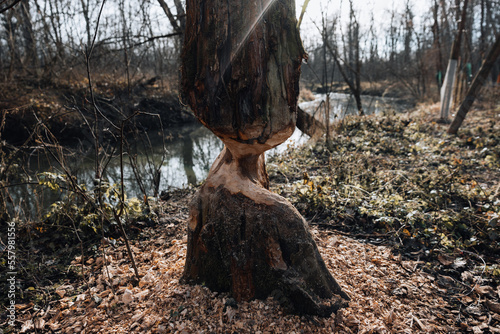 Beaver trees. Evidence of beaver's activity. Trees damaged by protected animal. Rodent habitat in spring in nature.