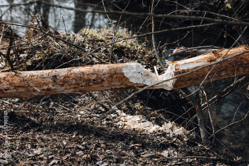 Tableau sur toile Beaver trees