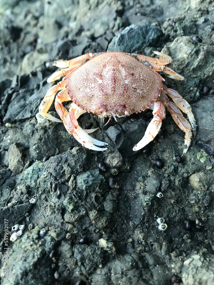 A dungeonis crab