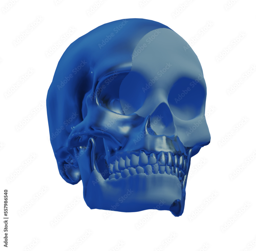 Obraz premium skull skeleton 