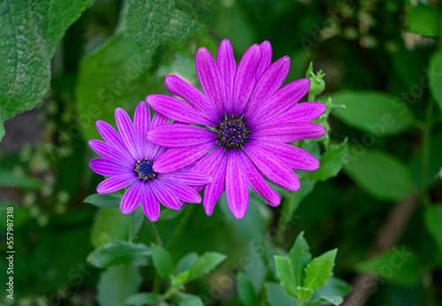 Beautiful purple flowers similar to gerberas in a flower garden close-up.