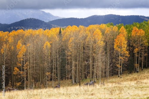 Snowbowl area with a pine forest and aspens changing color. Flagstaff, Arizona. Clouds are in the sky. photo