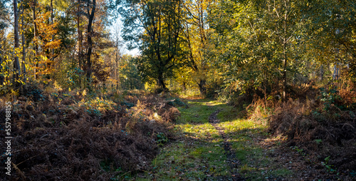 Tableau sur toile Temperate English woodland in sunlight with autumn colours